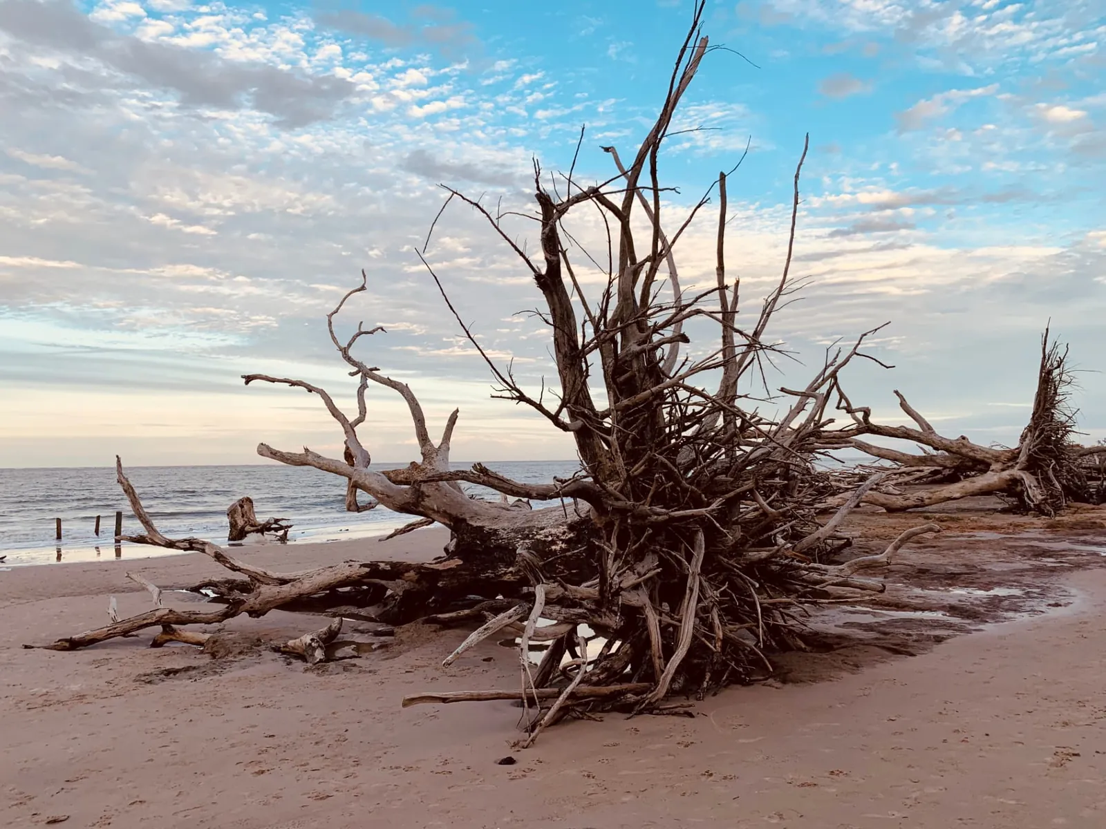 Driftwood on a Jacksonville-area beach at sunset